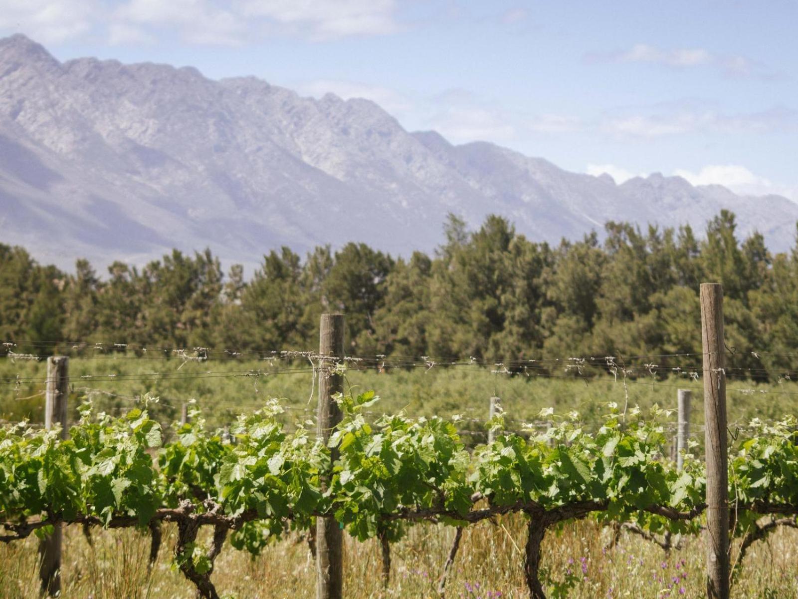 Hotel Duikersdrift Winelands Country Escape Tulbagh Exterior foto
